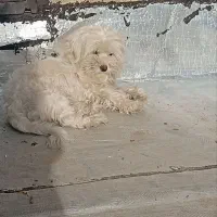 سگ شیتزو|سگ|تبریز, |دیوار