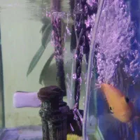 فروش آکواریوم بزرگ وپایه دار|ماهی|خرمآباد, |دیوار