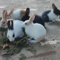 بچه خرگوش|موش و خرگوش|گنبد کاووس, |دیوار