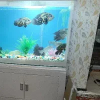 ۷ عدد ماهی معاوضه با ماهی بزرگ