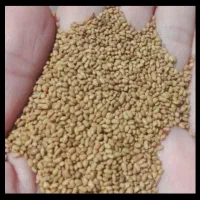 بذر یونجه