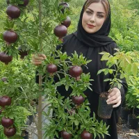 همه رقم نهالهای مثمر و غیرمثمر