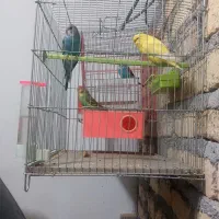 فروش مرغ عشق|پرنده|فیروزآباد (فارس), |دیوار