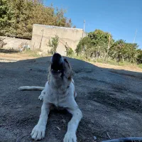 توله سرابی دو رگ نر|سگ|سنندج, |دیوار