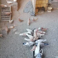 کفترزردپرنده زرد|پرنده|یزد, |دیوار