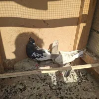 دم‌سیاه ماده|پرنده|قزوین, |دیوار