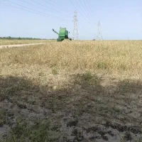 کاه گندم   4000