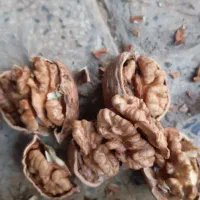 گردو فسنجونی ۶۰درصدسفید|خوردنی و آشامیدنی|اصفهان, کشاورزی|دیوار