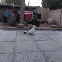 ماده دم قهوه ای|پرنده|سیلاخور, |دیوار