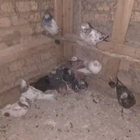 کبوتر
