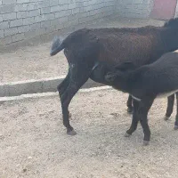 الاغ ماده با کره نر|حیوانات مزرعه|فیروزآباد (لرستان), |دیوار