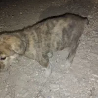 واگذاری توله میکس عراقی نر. دم کوتاه