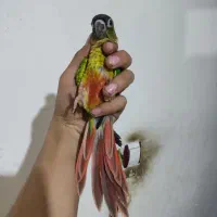 گرینچیک یلوساید نیمه دستی کشیده و درشت