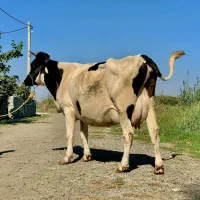 گاو گوساله دار شیری نر|حیوانات مزرعه|گرگان, |دیوار