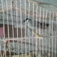 سهره قناری|پرنده|خاش, |دیوار