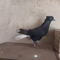 ماده اشعل