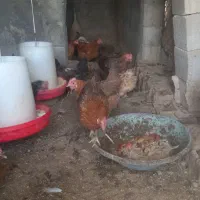 ۳۵ عدد مرغ|حیوانات مزرعه|نجف‌آباد, حومه نجف آباد|دیوار