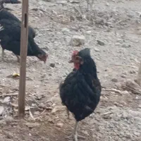 مرغ تخم گذار گلپایگانی|حیوانات مزرعه|پیر بکران, |دیوار