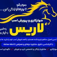 مشاوره و خرید فروشی اسب عرب