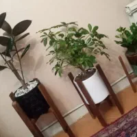 همخونه|اجارهٔ آپارتمان|تهران, نصرت|دیوار