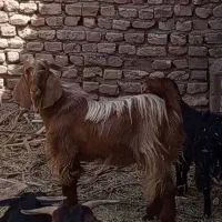 گوسفند