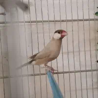 فنچ نرگسی شکلاتی/کینگ/عروس هلندی