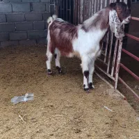 کهره نژاد اسراییلی