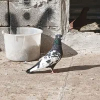 کفتر|پرنده|بجنورد, |دیوار