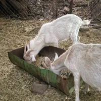 کهره نر سانن اصیل|حیوانات مزرعه|بم, |دیوار