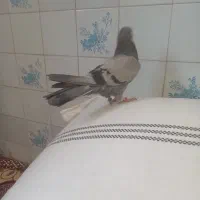 شکار شماره موبایل|پرنده|مهریز, |دیوار