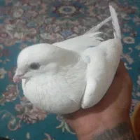 یک عددکبوذتر نر