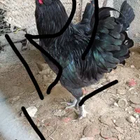 خروس ریشی چهل تاج طوسی و سیاه