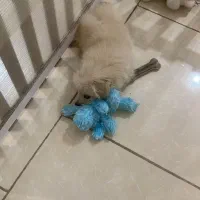 سگ پامر کراس