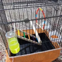 عروس هلندی رام رنگ لوتینو|پرنده|کرمانشاه, |دیوار