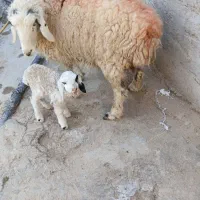 گوسفند زاییده با بره
