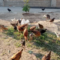 جوجه محلی و جوجه یک روزه