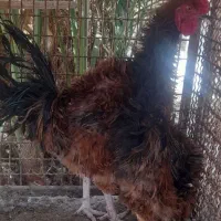 خروس فر وخروس بومی وخروس سفید