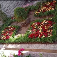 خدمات باغبانی کاشت گل و گیاه باغچه کاری خاک گلدون