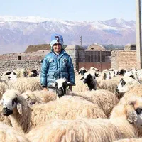 بره نر جوان