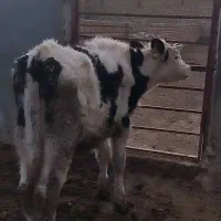 فروش گوساله