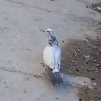 ۳ عدد کبوتر ۲ ماده ۱ نر