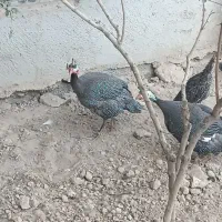 مرغ شاخدار