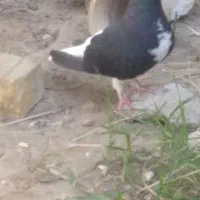 خوشرنگ ماده گول دار