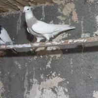 طوقی وکله سیاه|پرنده|خرمشهر, |دیوار