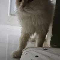 گربه