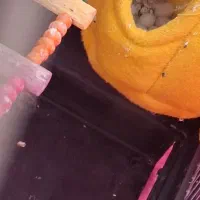 فنچ|پرنده|کرمانشاه, |دیوار