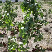 فروش نهال پسته و پیوند پسته
