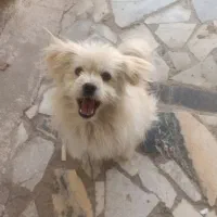 واگذاری پامر اشپیتز رایگان به شرط عقیم سازی