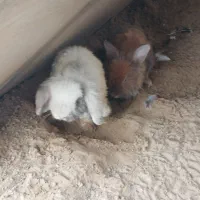 خرگوش