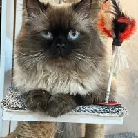 واگذاری گربه نژاد دار